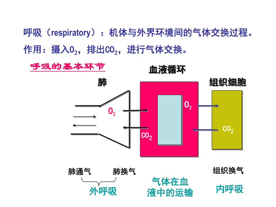 5.第五章-呼吸.ppt_第2页