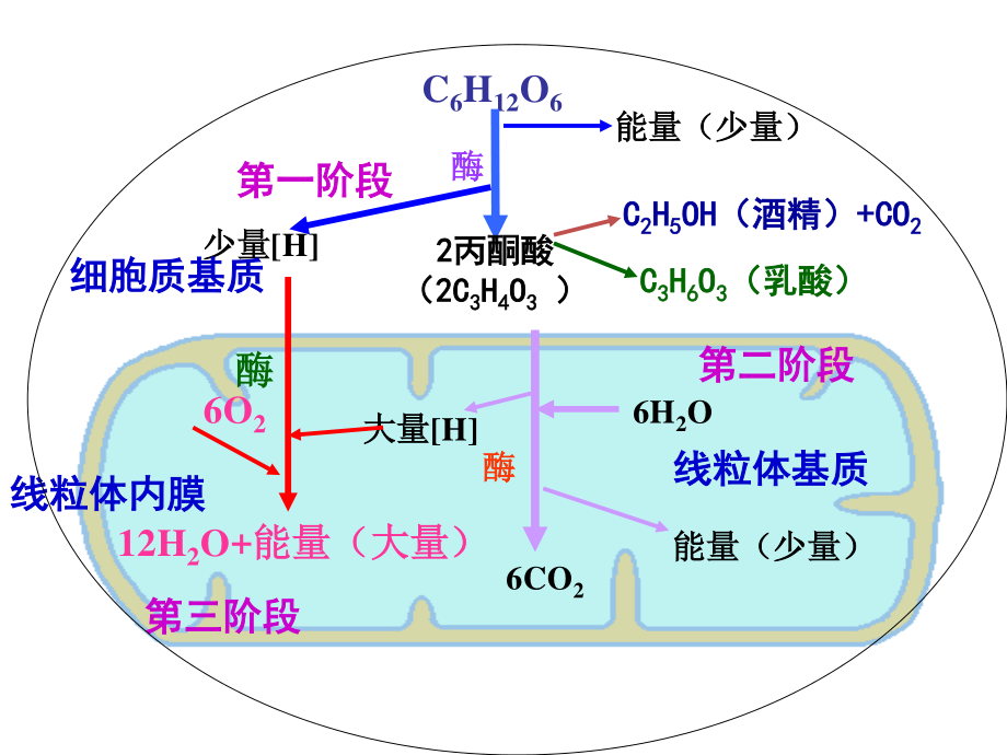 光合与呼吸典型高考题分析.ppt_第2页