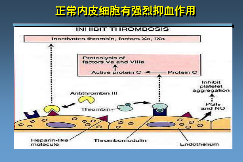 凝血机制新认识.ppt_第2页