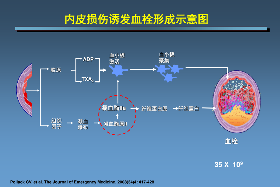 凝血机制新认识.ppt_第3页