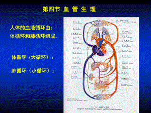 8血管生理.ppt