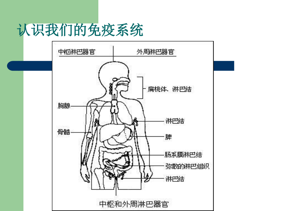 免疫系统营养调理.ppt_第1页