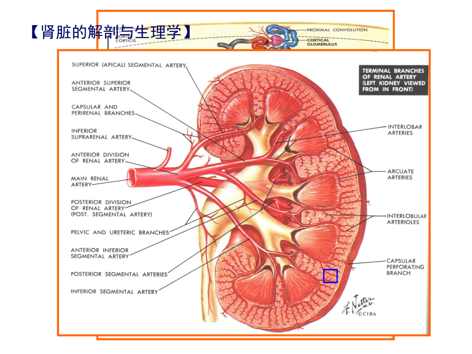 利尿药(0).ppt_第3页