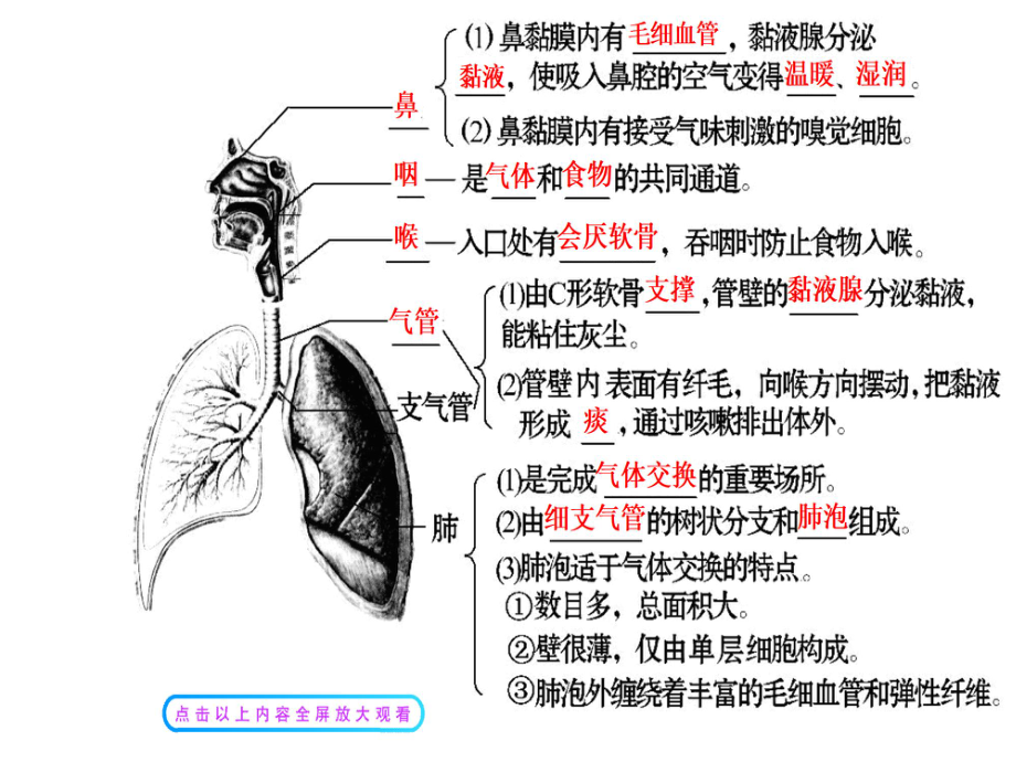 人体细胞获得氧气的过程(七年级下---北师大版).ppt_第2页