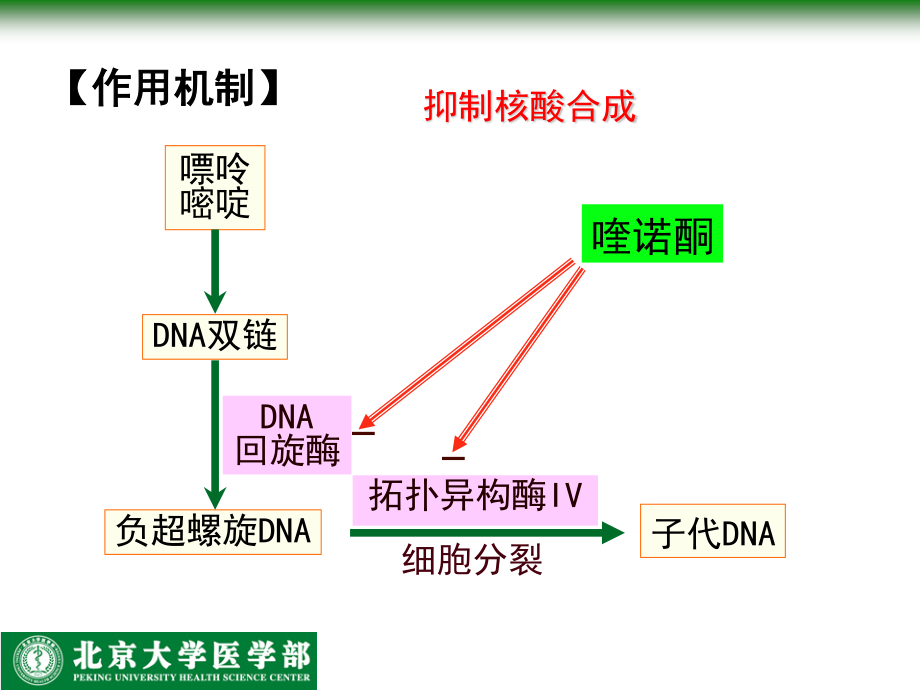 人工合成抗菌药-北医.ppt_第3页