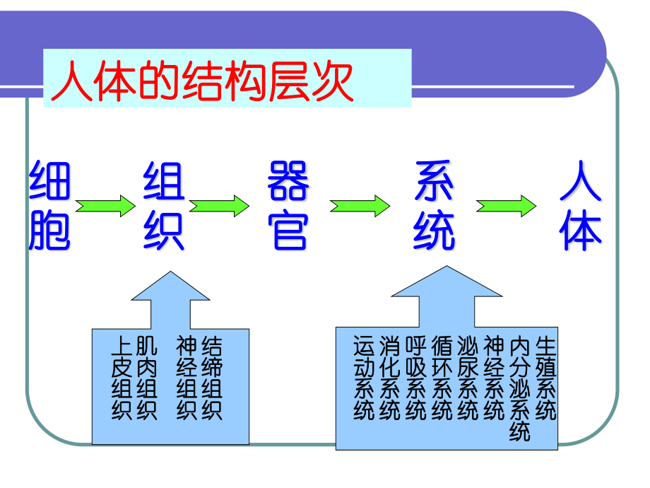 人体八大系统.ppt_第2页