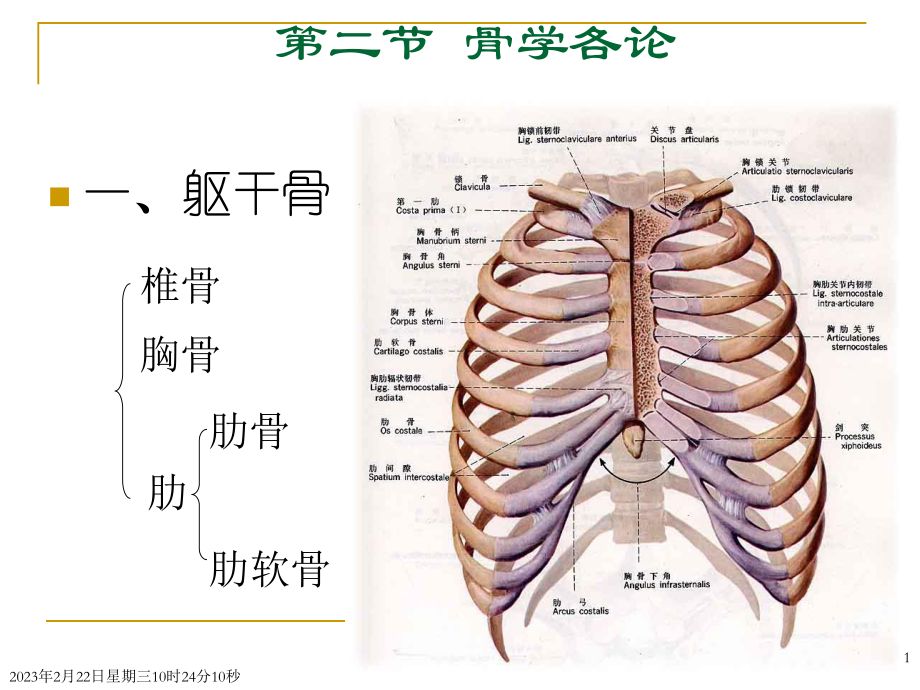 Chapter-2---Locomotive-System(2骨学各论-躯干骨).ppt_第1页