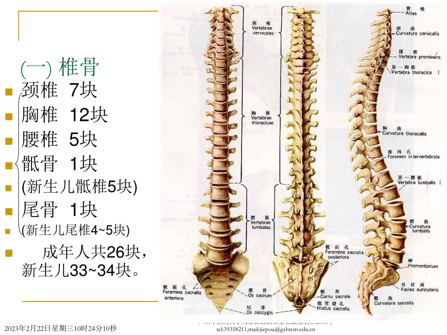 Chapter-2---Locomotive-System(2骨学各论-躯干骨).ppt_第2页