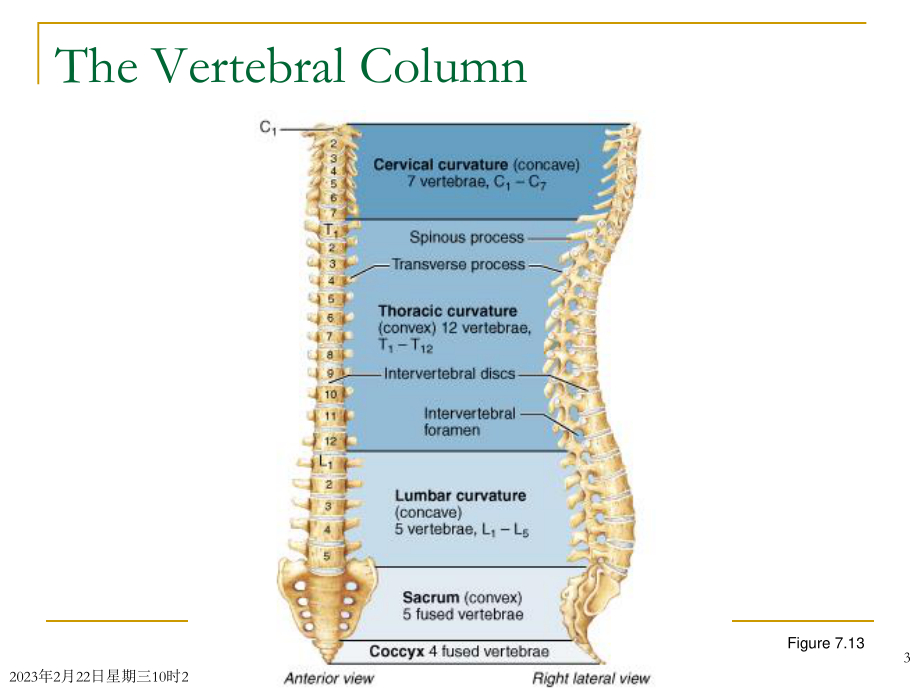 Chapter-2---Locomotive-System(2骨学各论-躯干骨).ppt_第3页