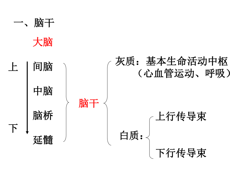 人脑的结构.ppt_第2页