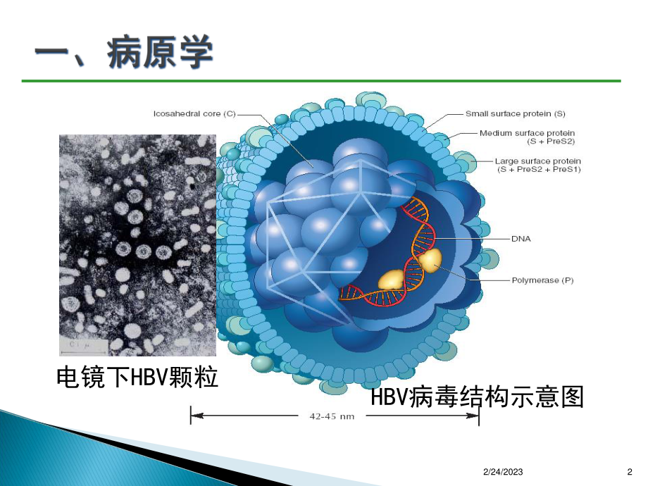 乙肝防治指南经典版要点.ppt_第2页