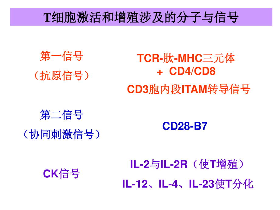 T-细胞激活.ppt_第3页