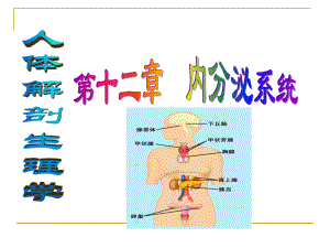 内分泌(药学).ppt