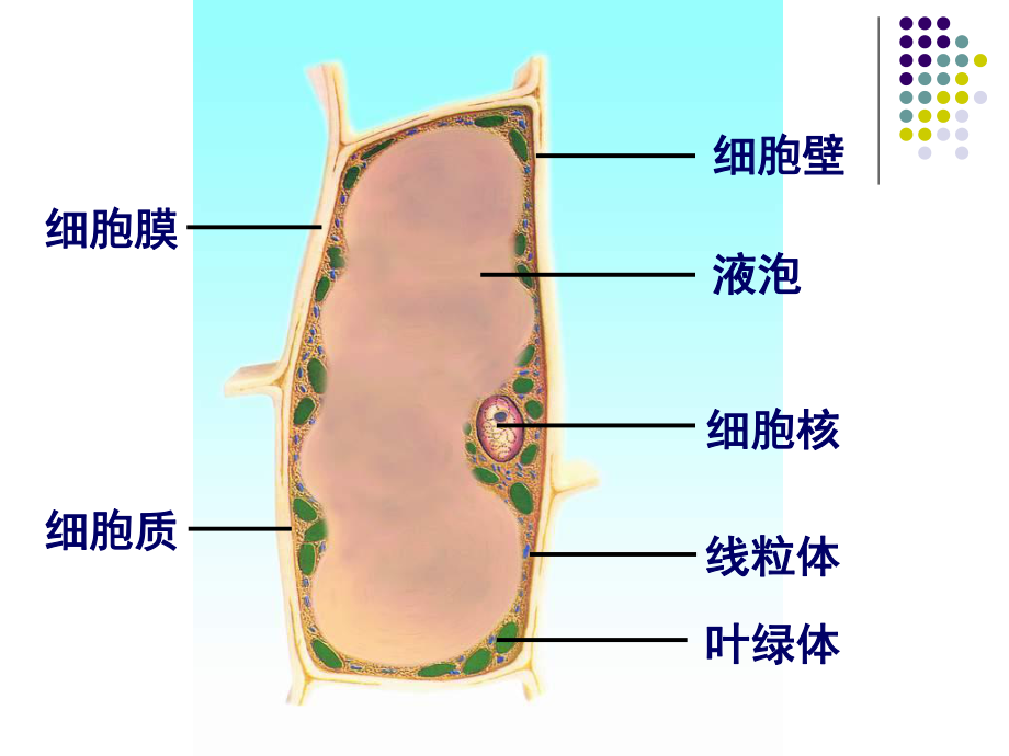 人和动物细胞的结构与功能.ppt_第2页