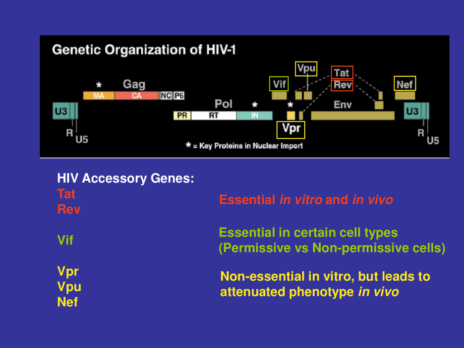 HIV发病机理.ppt_第2页