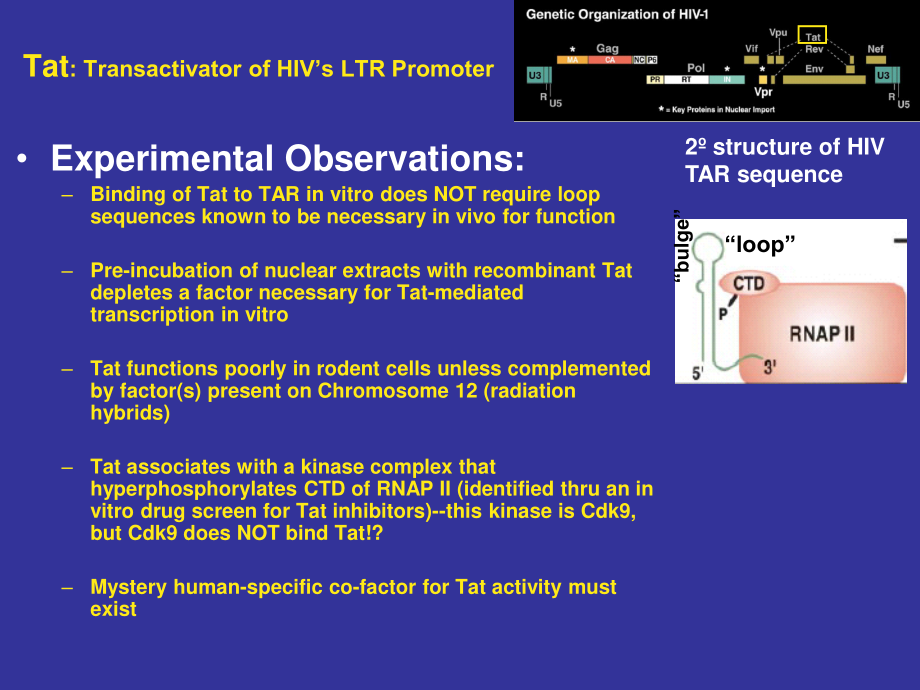 HIV发病机理.ppt_第3页