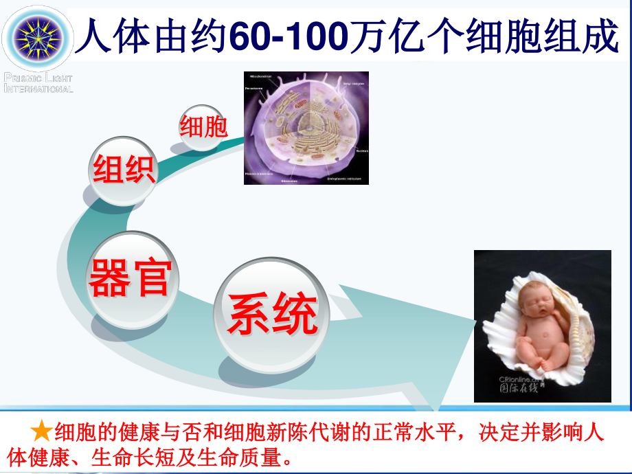 【顺势细胞食物六高版本】讲稿修订版.ppt_第2页