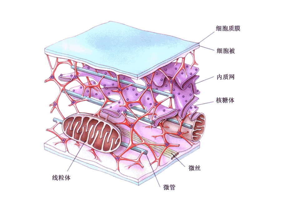 包括细胞质骨架微管微丝和中间纤维.ppt_第3页