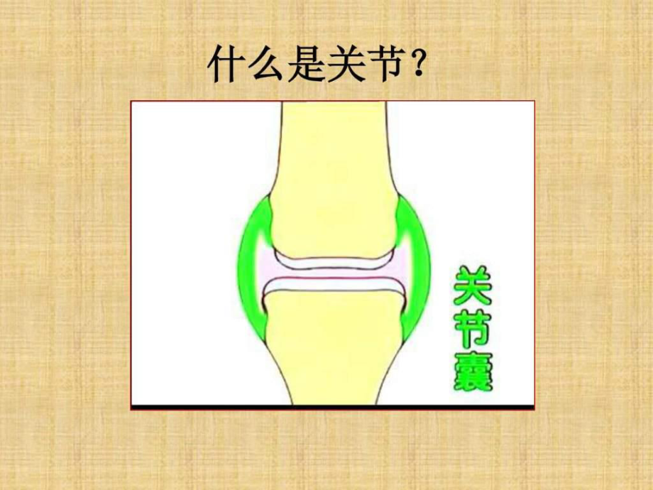 a骨关节炎与骨疏松症.ppt_第2页