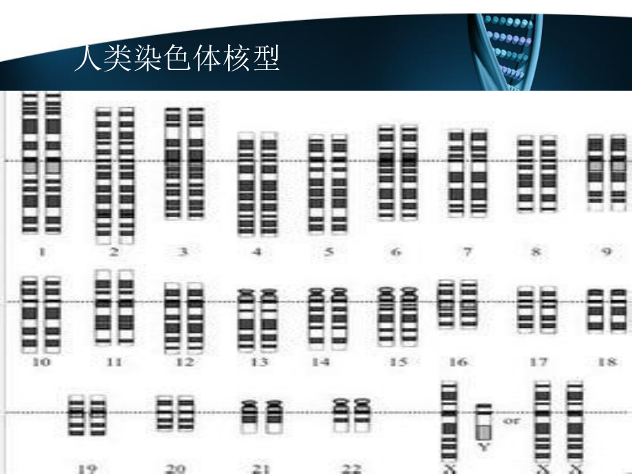 X染色体遗传病.ppt_第3页