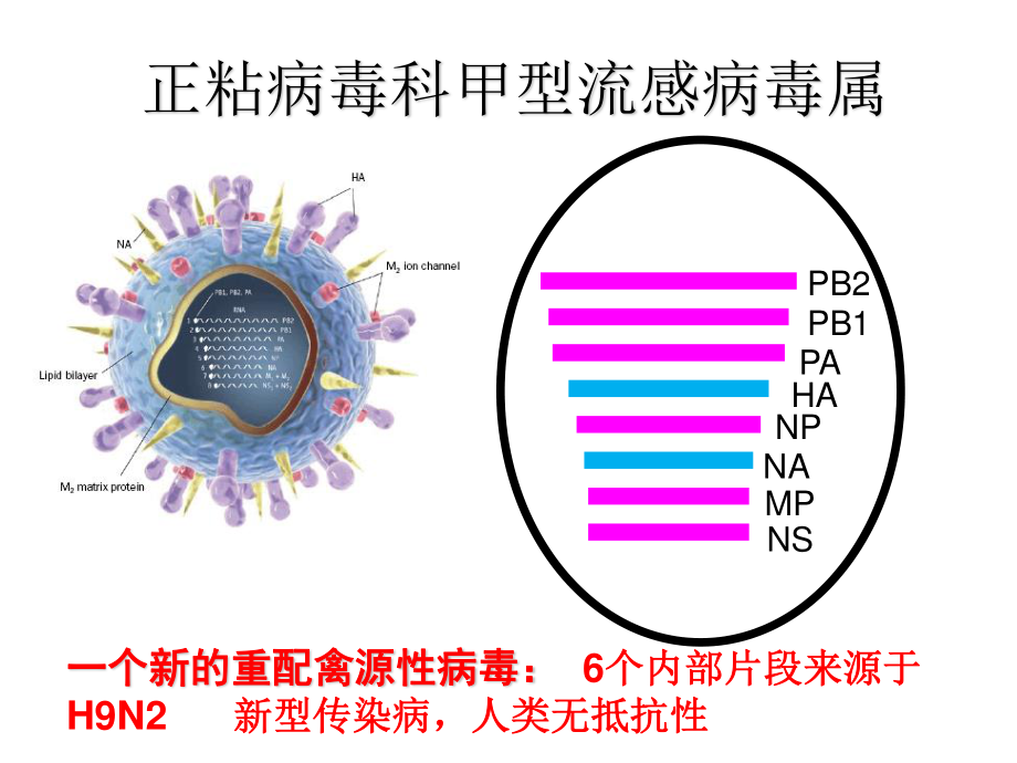 H7N9流感诊疗20134.ppt_第3页