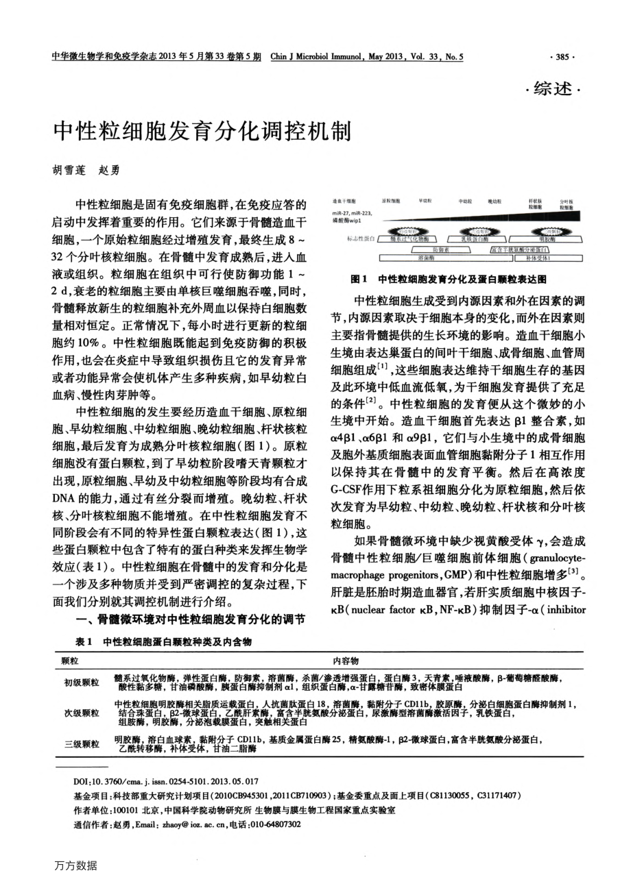 中性粒细胞发育分化调控机制.pdf_第1页