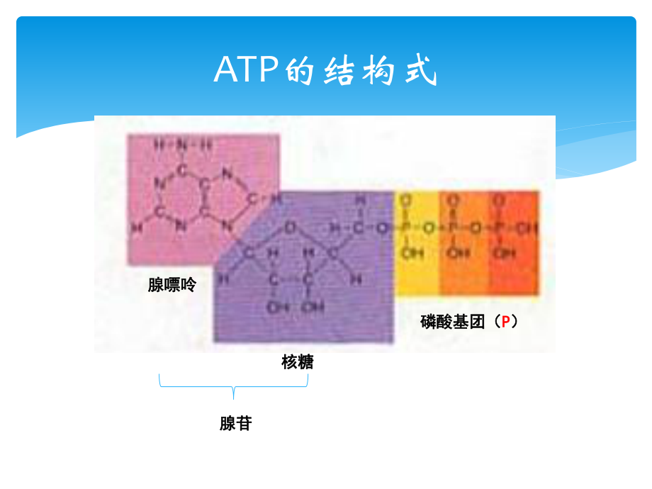 5.2细胞的能量通货——ATP.pptx_第3页