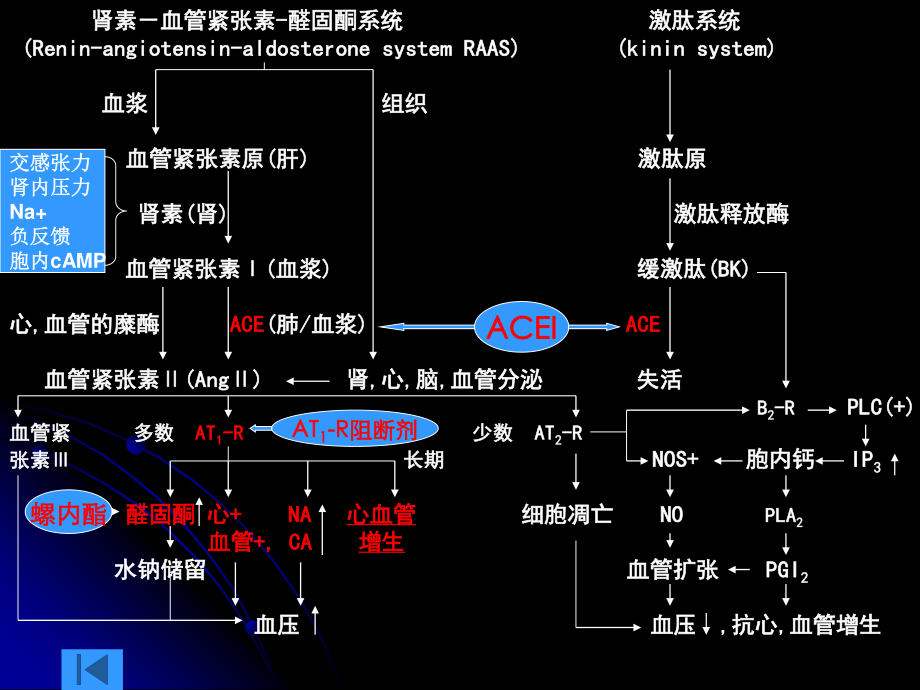 RASS系统药理.ppt_第3页