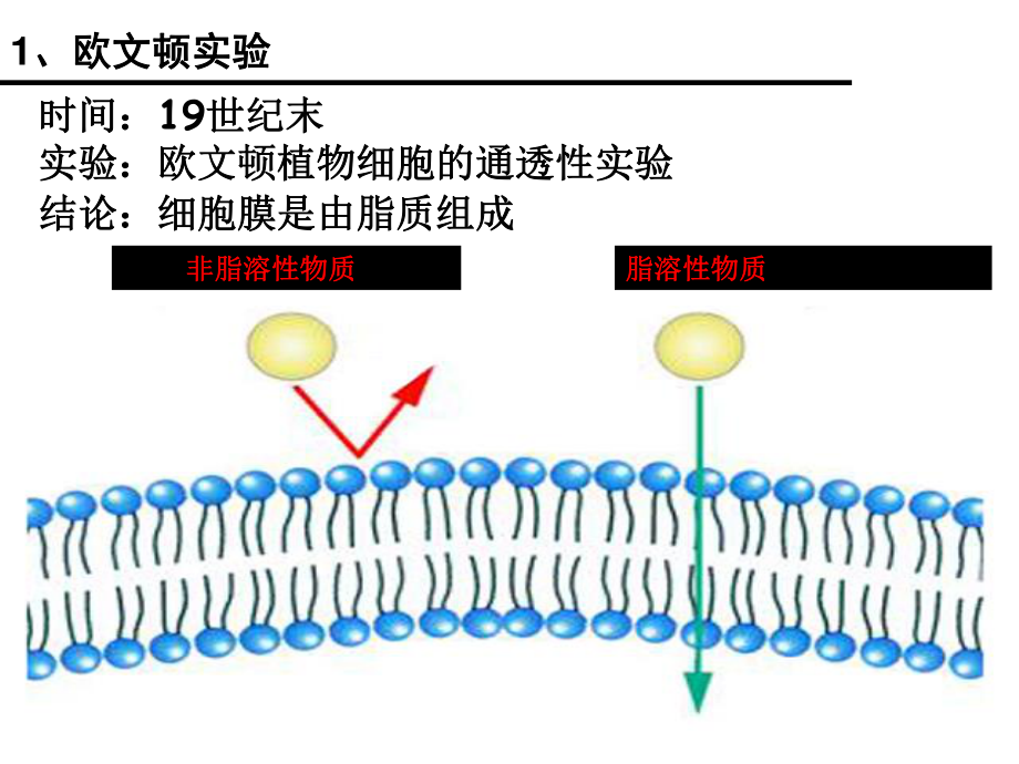 一轮复习：细胞膜流动镶嵌模型.ppt_第1页