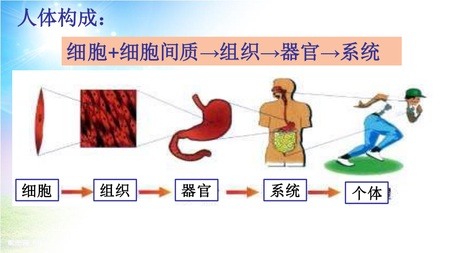 3人体系统.ppt_第2页