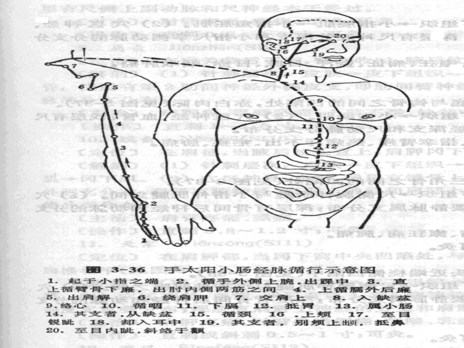 6手太阳小肠经.ppt_第2页