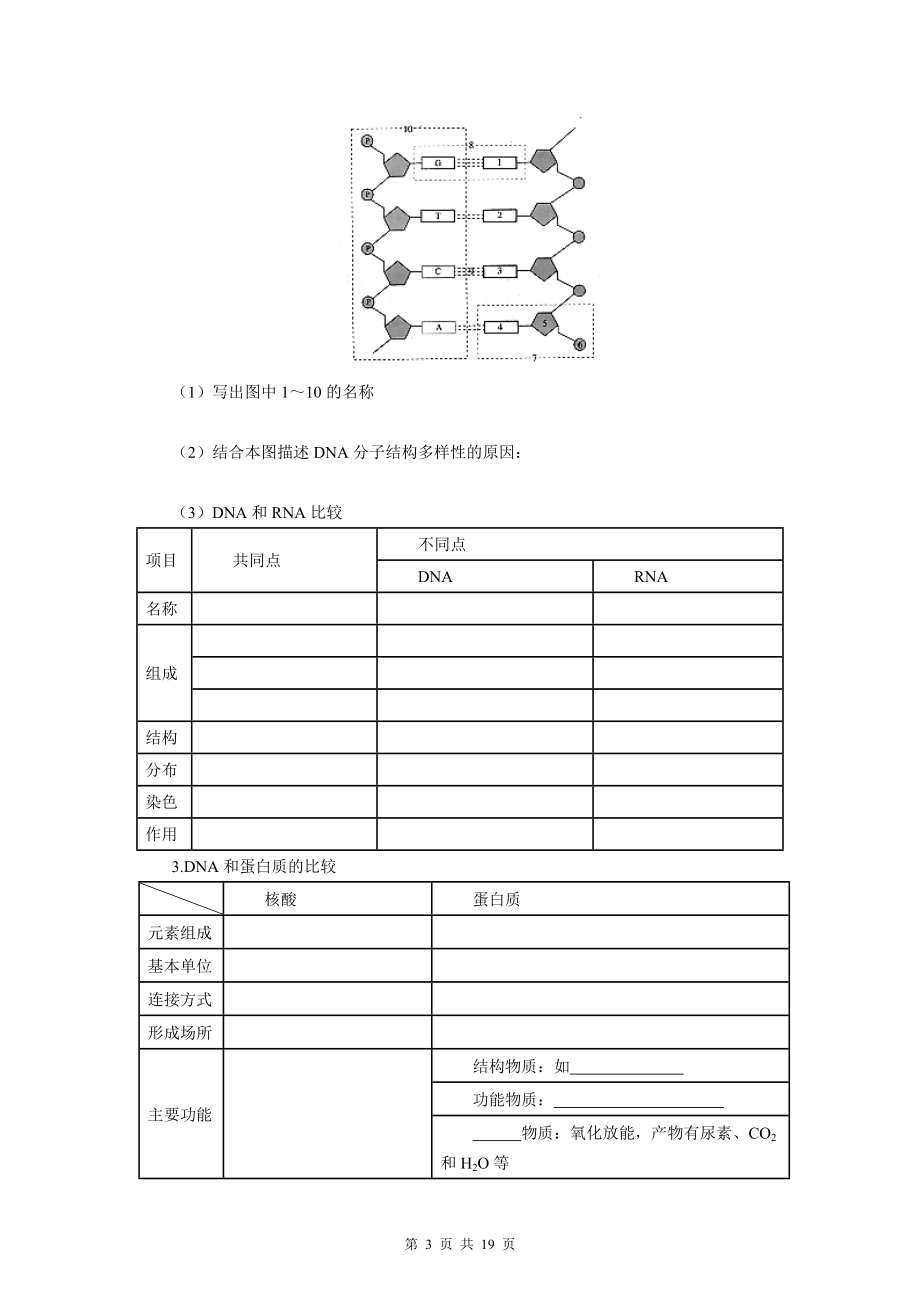 【赢在起点】2013一轮复习学案4-核酸、细胞中的糖类和脂质.doc_第3页