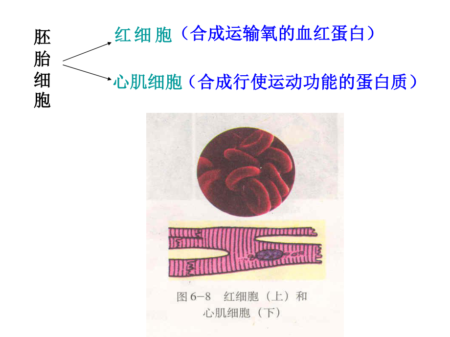 A.细胞分化是遗传物质改变的结果B..ppt_第3页