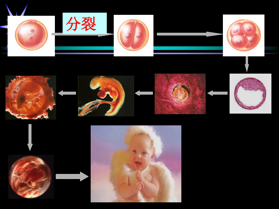 6.2-细胞分化-(共36张PPT).ppt_第2页