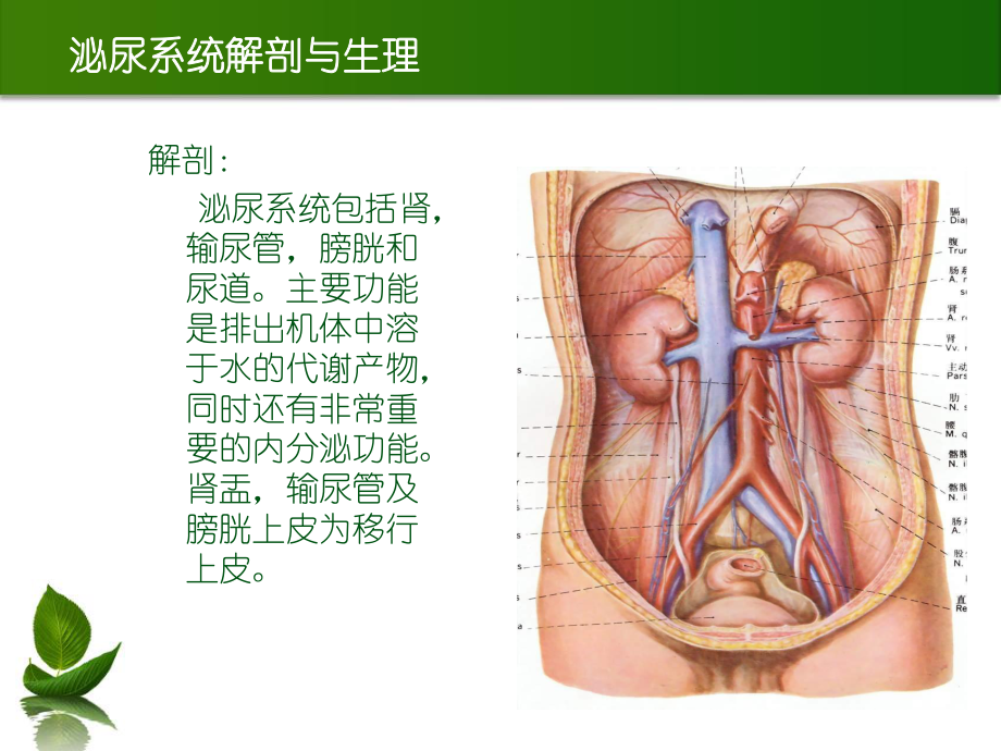 3月泌尿系结石.ppt_第2页