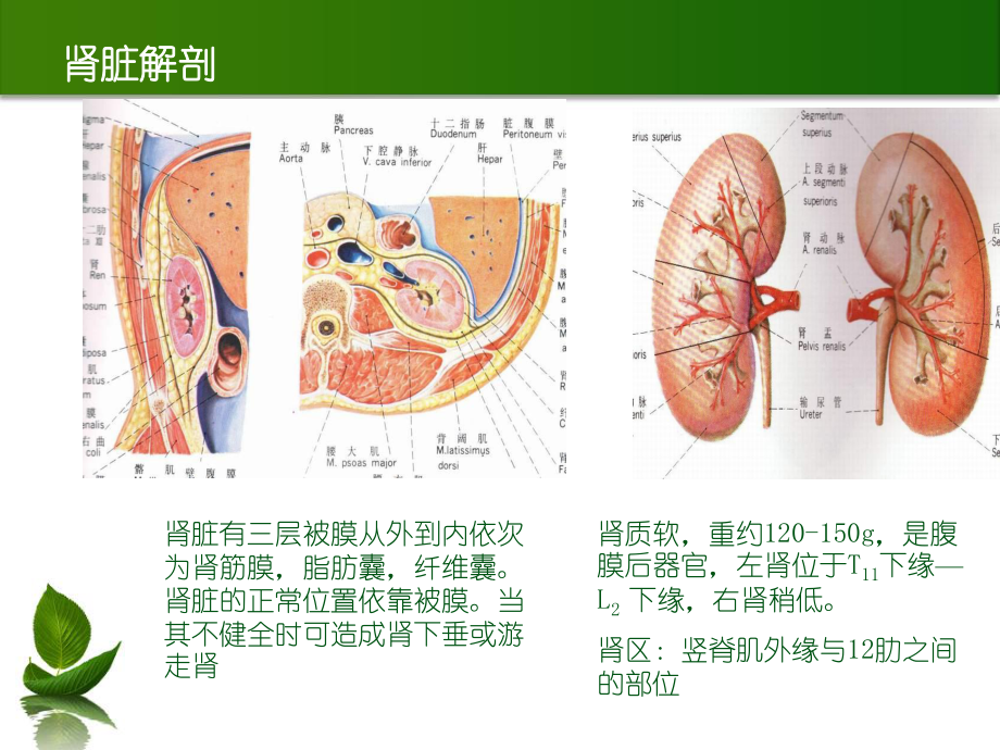 3月泌尿系结石.ppt_第3页