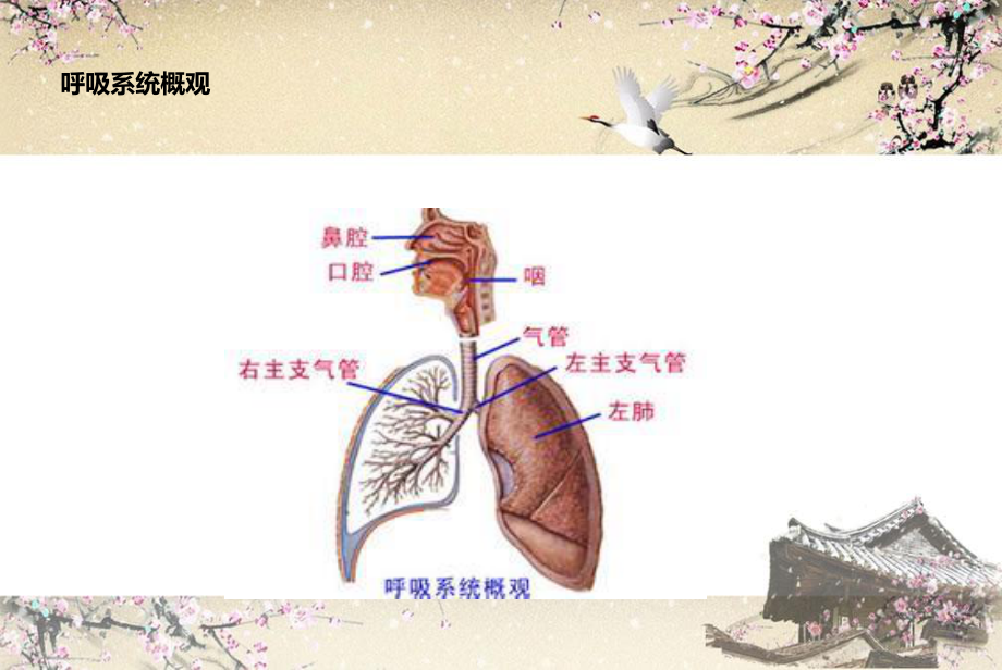 上呼吸道感染.ppt_第2页