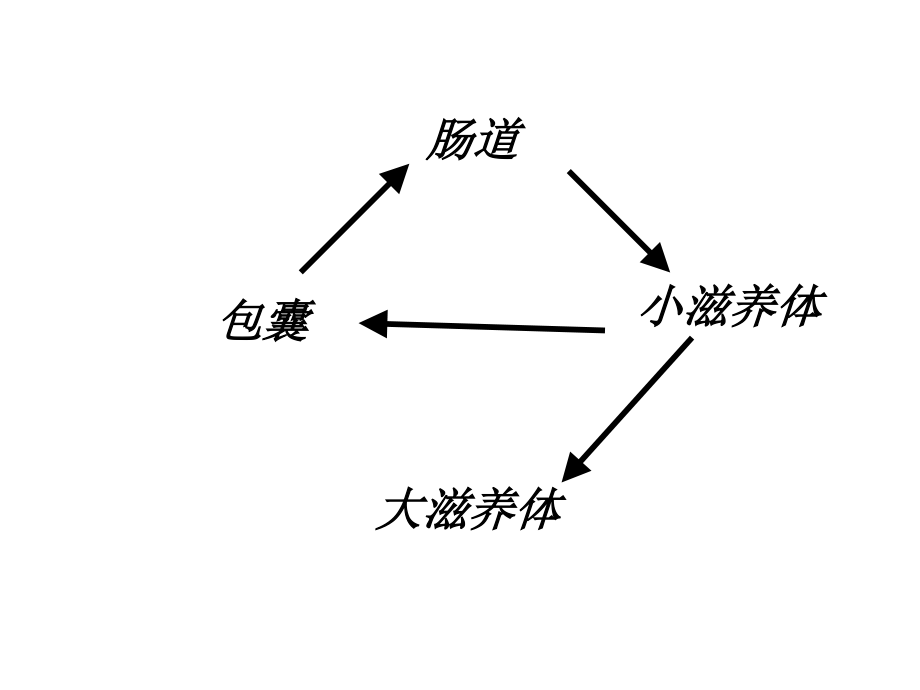 [所有分类]抗阿米巴虫驱肠虫药.ppt_第3页