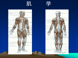 初级按摩师班-(肌肉-皮肤).ppt