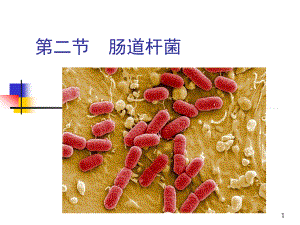 9第五章第二节肠道杆菌.ppt