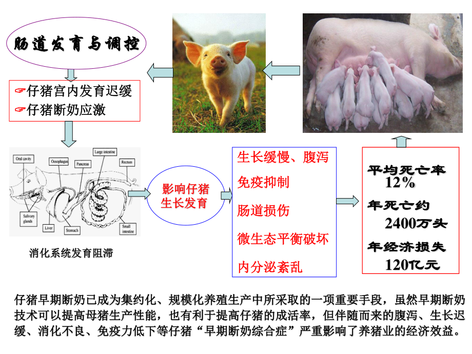 仔猪肠道健康及功能性饲料.ppt_第2页