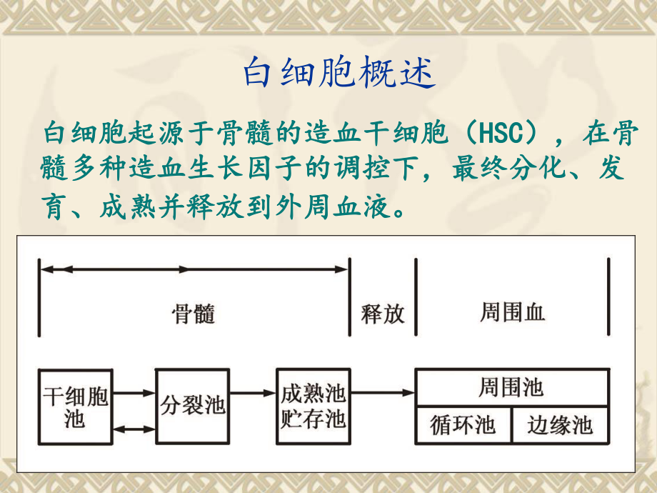 人体白细胞检查.ppt_第3页