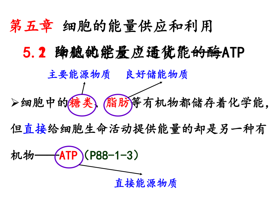 5.2细胞的能量“通货”——ATP.ppt_第1页