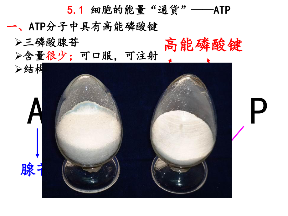 5.2细胞的能量“通货”——ATP.ppt_第2页