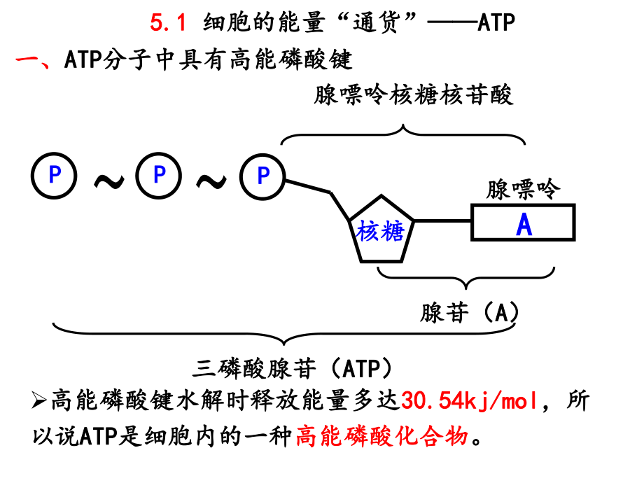 5.2细胞的能量“通货”——ATP.ppt_第3页