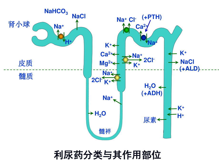 利尿药和脱水药2014.ppt_第2页