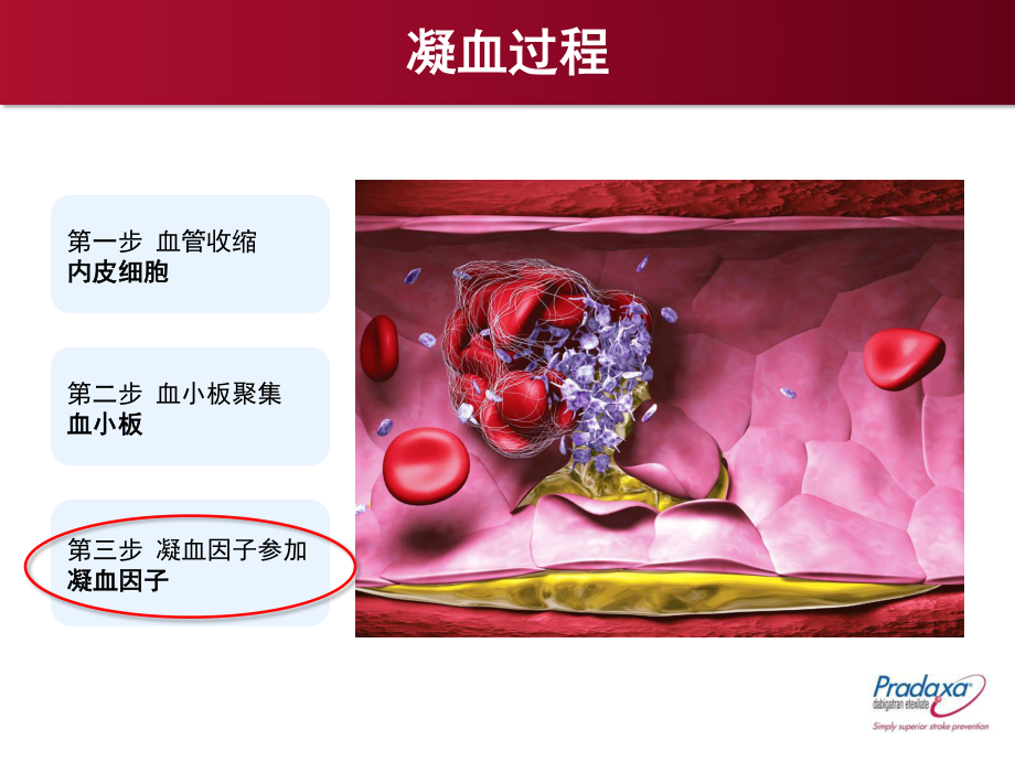 凝血机制.ppt_第3页