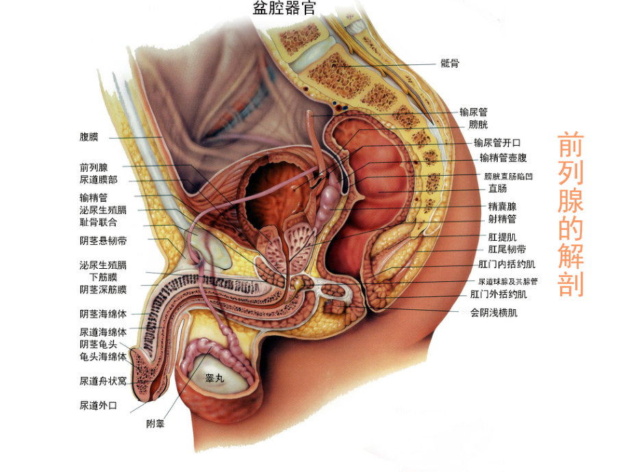 前-列-腺-炎综合征.ppt_第1页