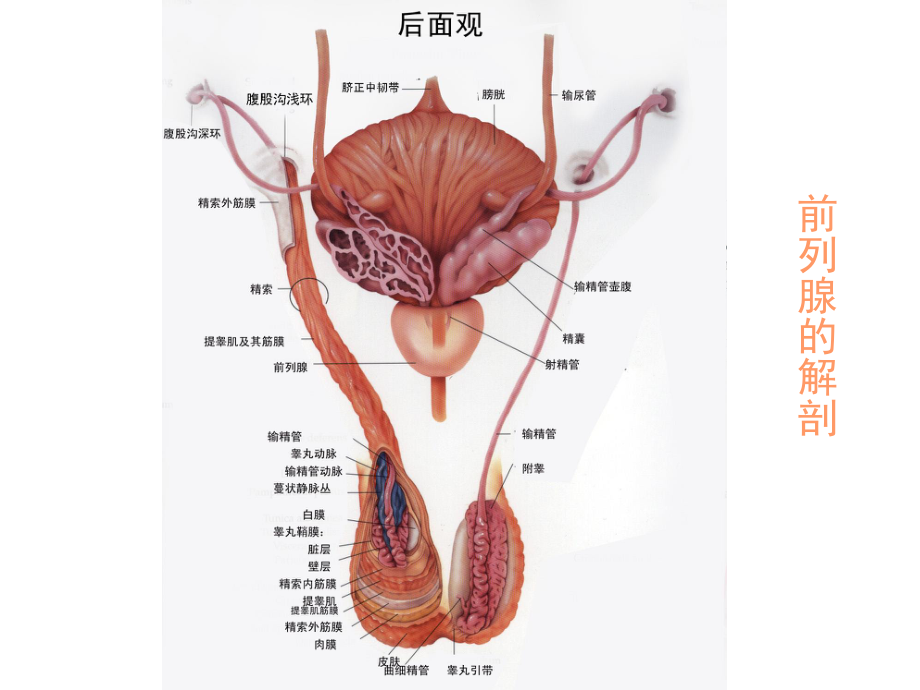 前-列-腺-炎综合征.ppt_第2页