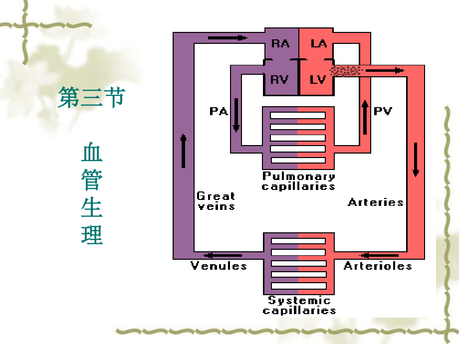 4-3第四章-血液循环.ppt_第2页